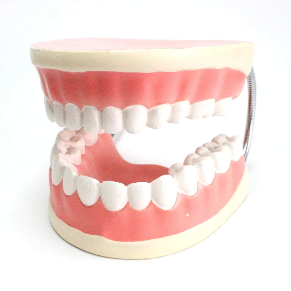 3-IMG_1086-scaled-1.webp Modèle anatomique de mâchoire – Image 1