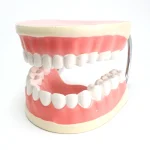 Modèle anatomique de mâchoire