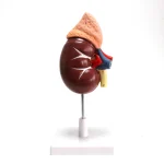 Kit Modele Anatomique – Image 37