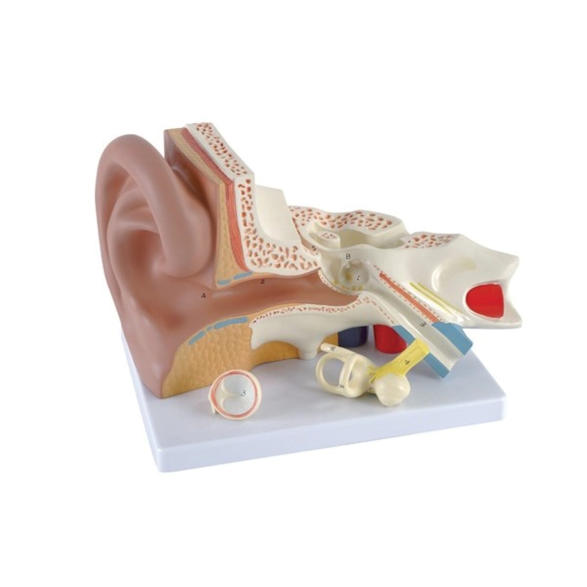 Catalogue_304.jpeg Modèle d’oreille – Image 1