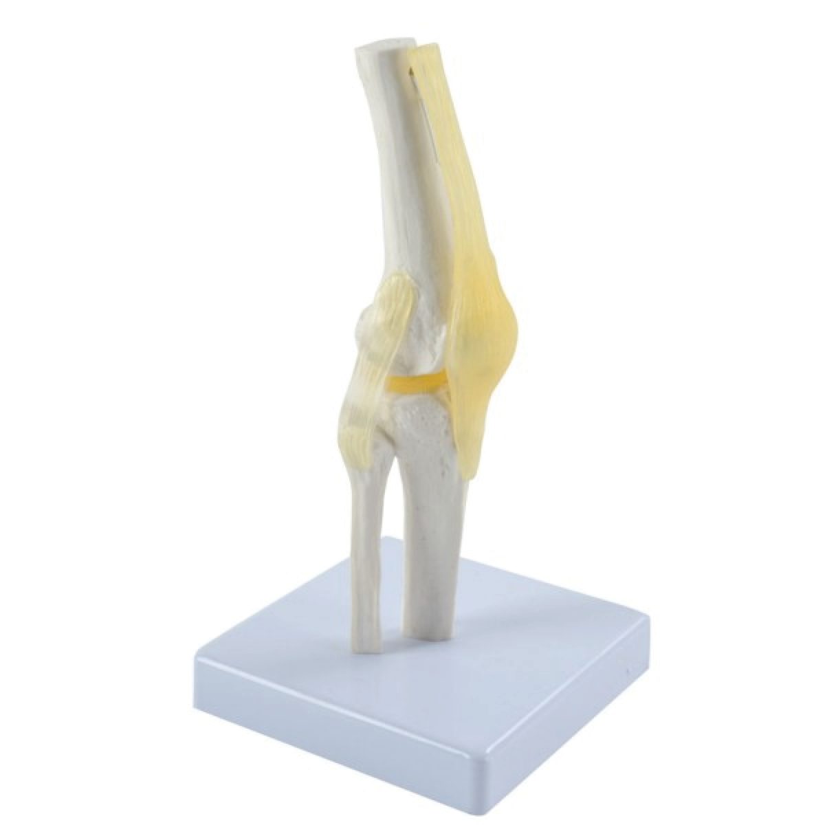 Catalogue_306.jpeg Articulation de genou – Image 1