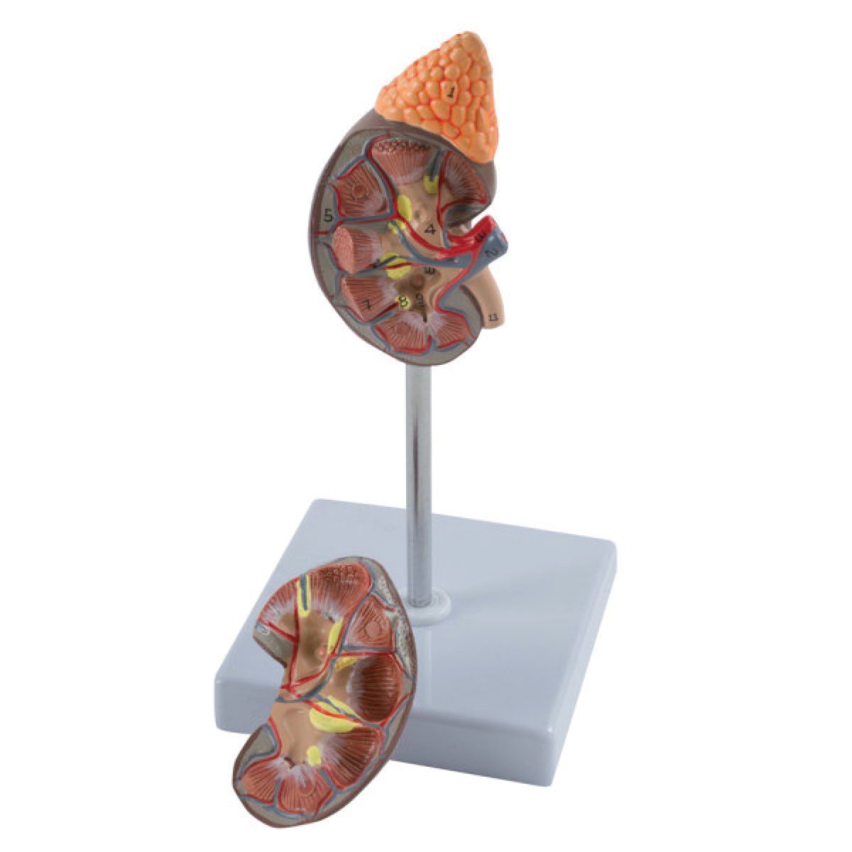 Catalogue_310.jpeg Modèle anatomique de rein – Image 1