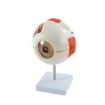 Modèle anatomique de l’oeil humain