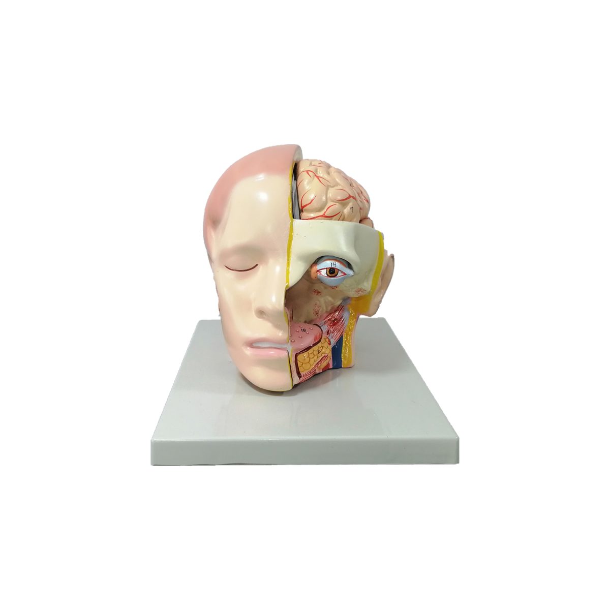 HEAD-1.jpg Modèle anatomique : Tête humaine – Image 1