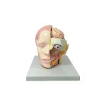 Modèle anatomique : Tête humaine