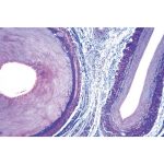 Préparation microscopique