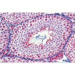 Préparation microscopique – Image 4