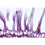 Préparation microscopique – Image 5