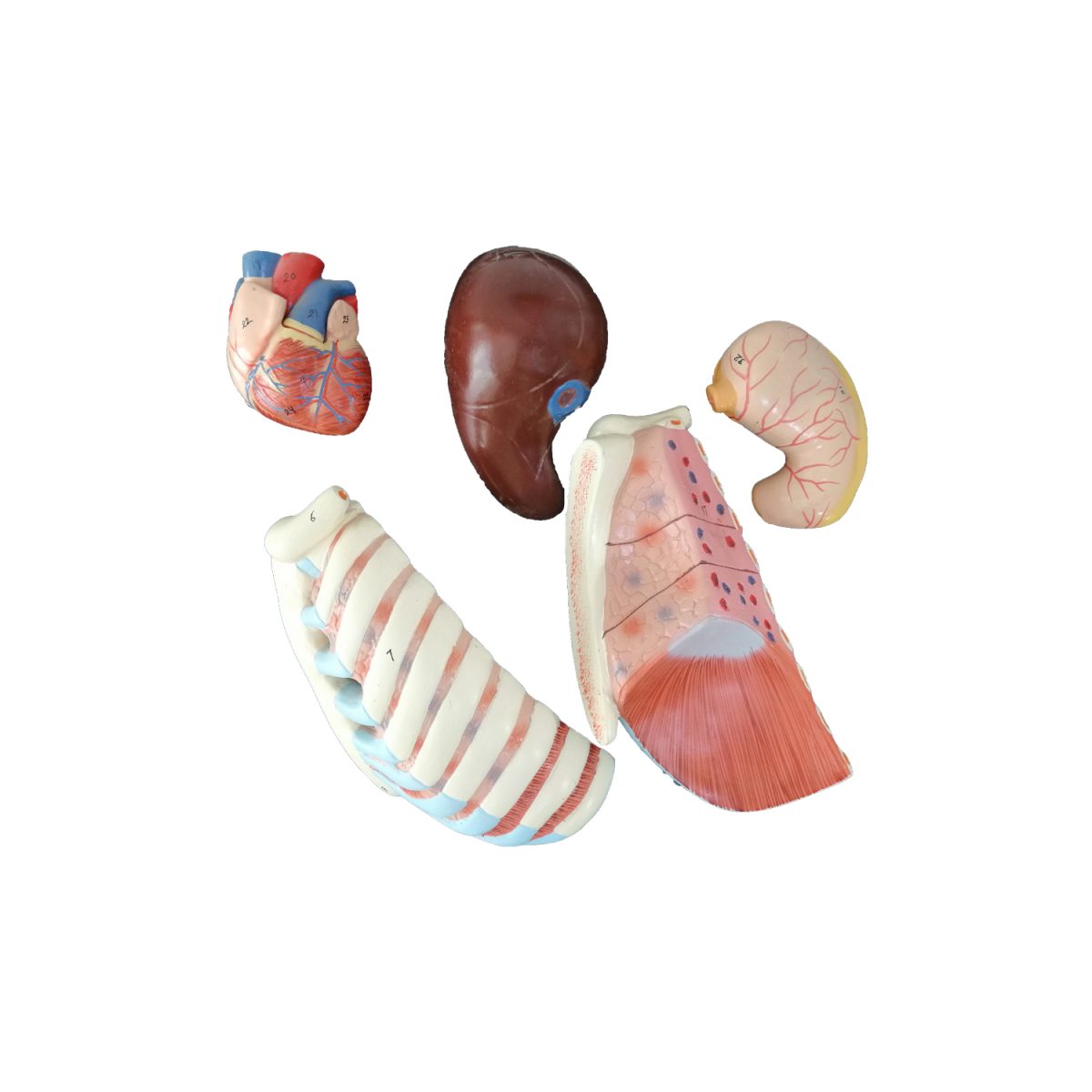 Modèle anatomique de Tronc Humain – Image 5