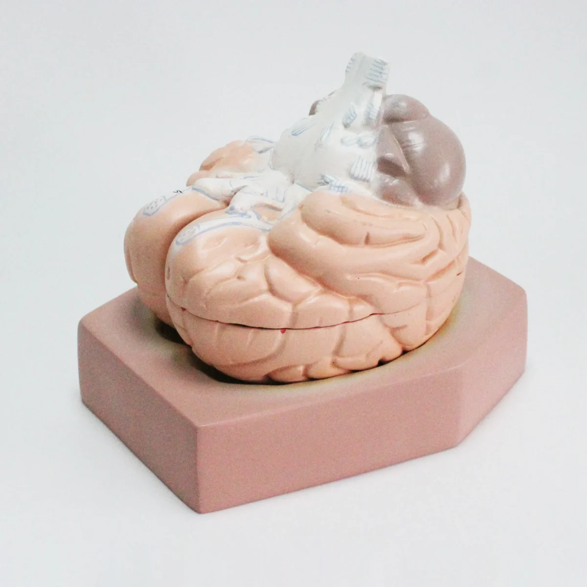 Modèle anatomique de cerveau humain – Image 2