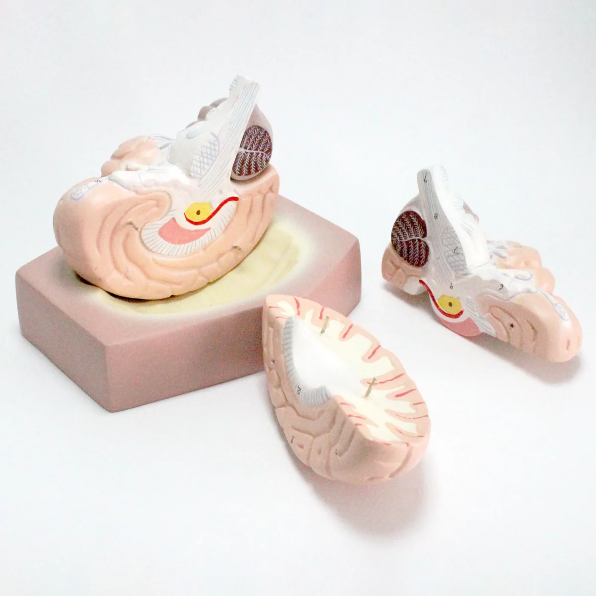 Modèle anatomique de cerveau humain – Image 7