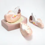 Modèle anatomique de cerveau humain – Image 7