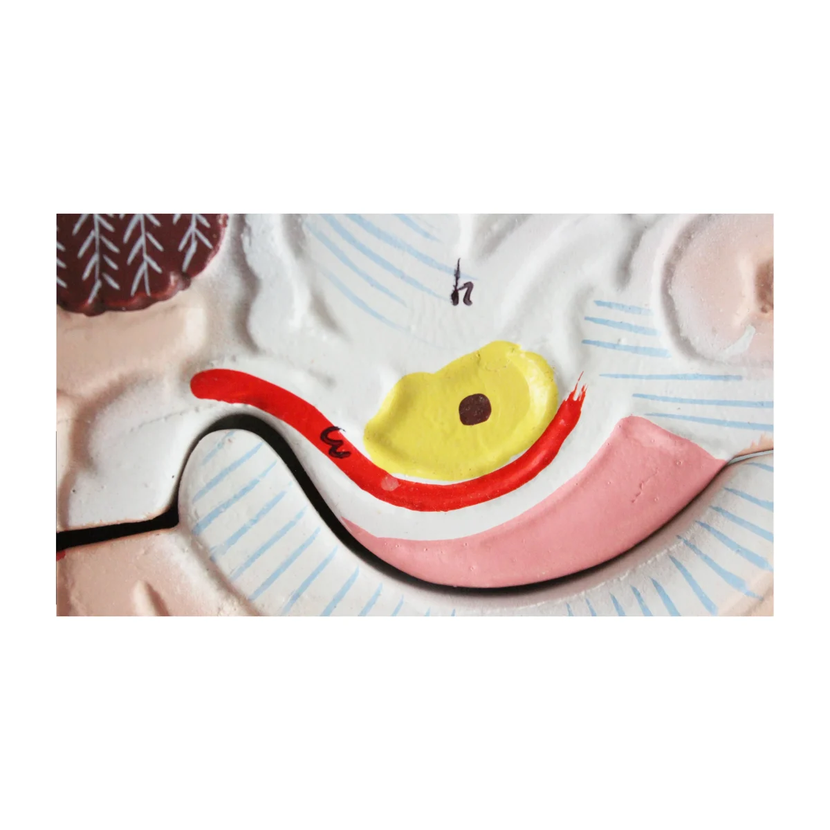 Modèle anatomique de cerveau humain – Image 6