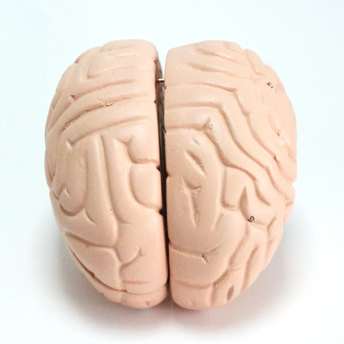 Modèle anatomique de cerveau humain – Image 3