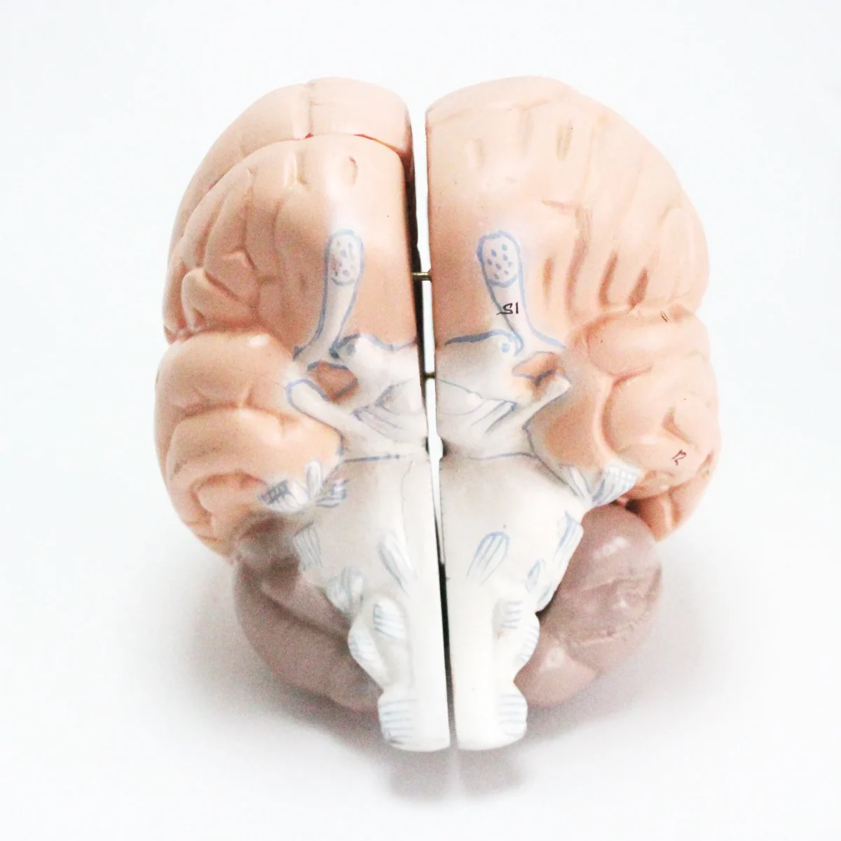 Modèle anatomique de cerveau humain – Image 5