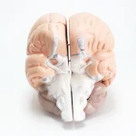 Modèle anatomique de cerveau humain – Image 5