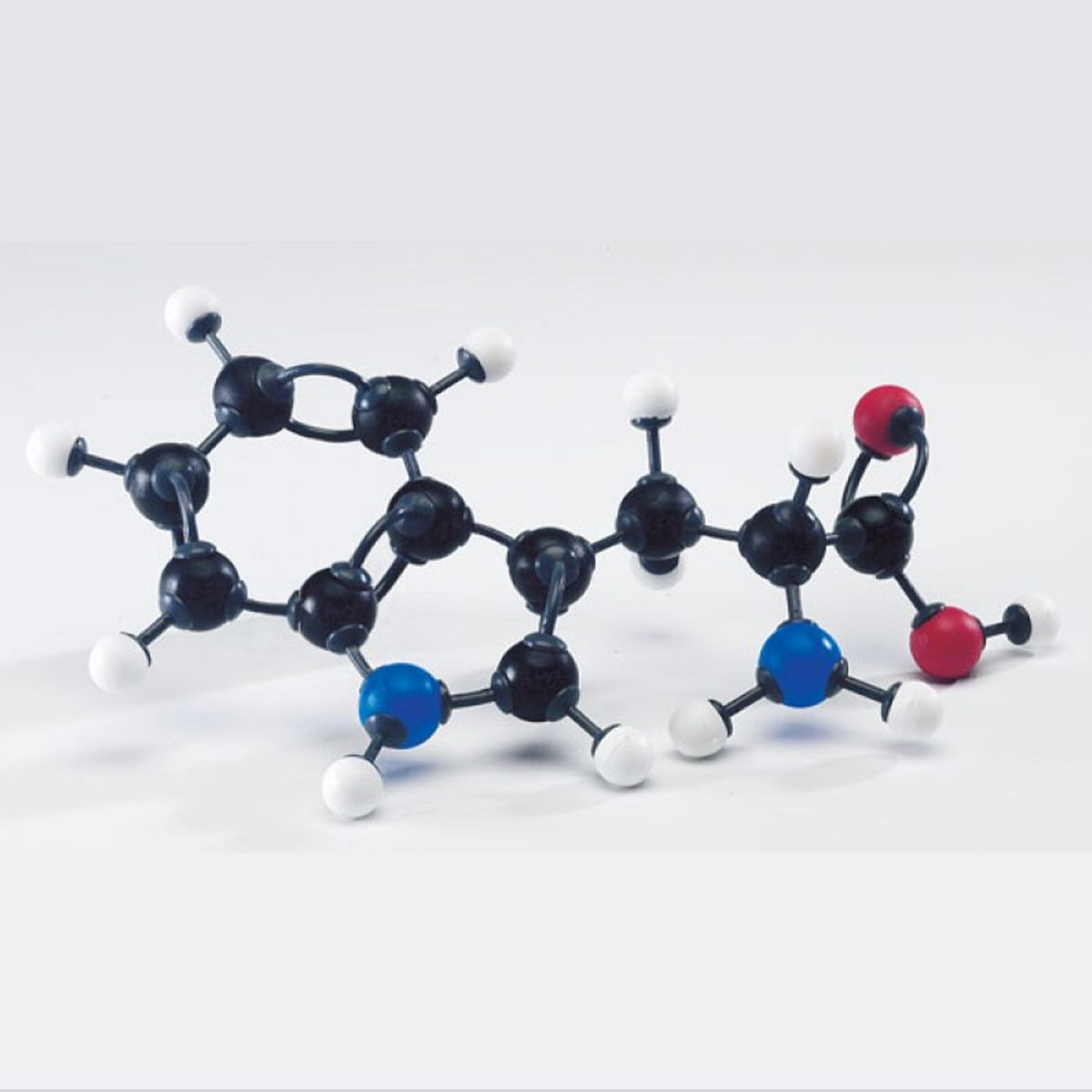 mt45031_5.jpg Modèle moléculaire acides aminés – Image 1