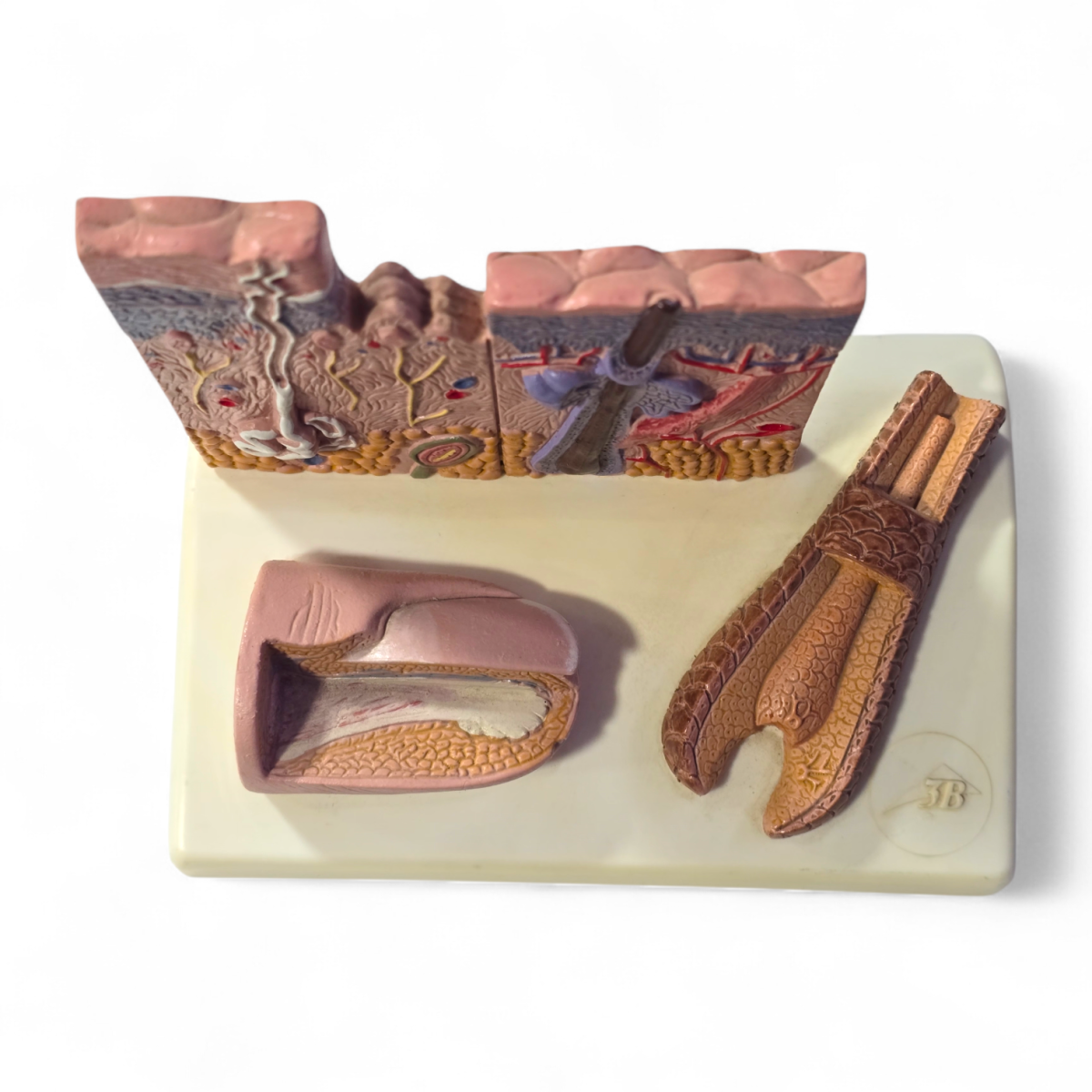 Modèle microscopique de peau, cheveux et ongles – Image 2