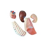 Modèle anatomique de Tronc Humain – Image 5