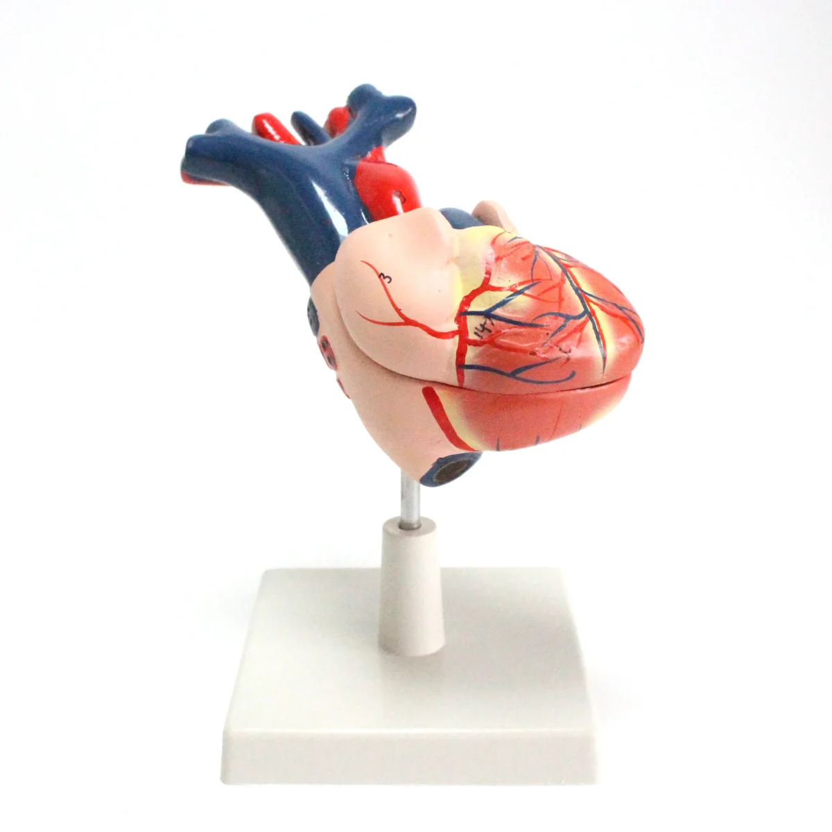 Modèle anatomique de coeur humain – Image 1