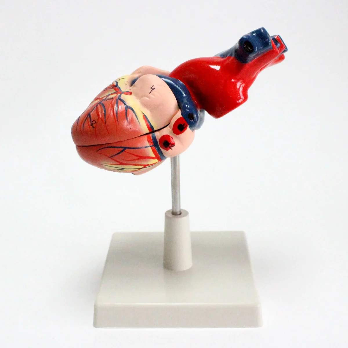 Modèle anatomique de coeur humain – Image 8
