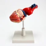 Modèle anatomique de coeur humain – Image 8