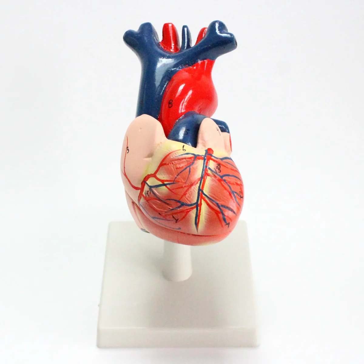 Modèle anatomique de coeur humain – Image 6