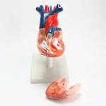 Modèle anatomique de coeur humain – Image 5