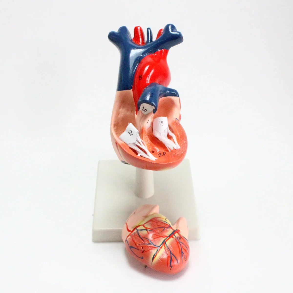 Modèle anatomique de coeur humain – Image 4