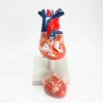 Modèle anatomique de coeur humain – Image 4