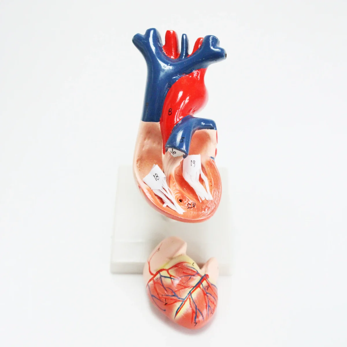Modèle anatomique de coeur humain – Image 3