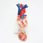 Modèle anatomique de coeur humain – Image 3