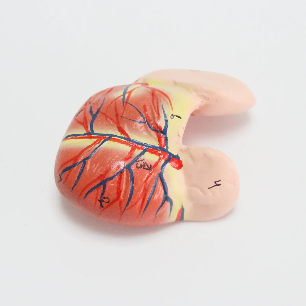 Modèle anatomique de coeur humain – Image 2