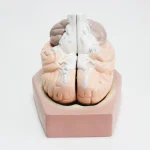 Modèle anatomique de cerveau humain – Image 4