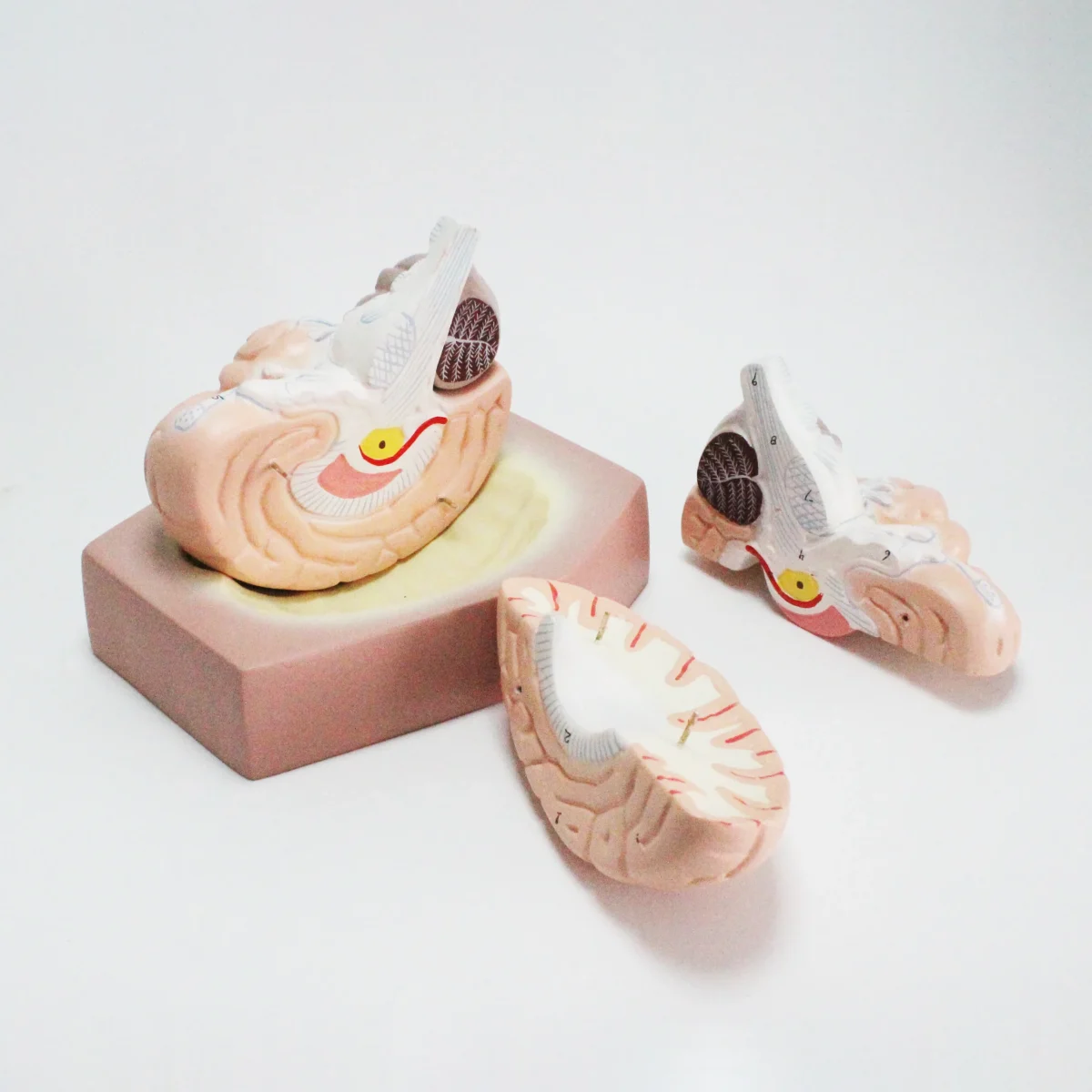 Modèle anatomique de cerveau humain – Image 1