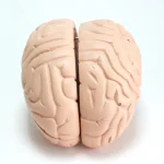 Modèle anatomique de cerveau humain – Image 3